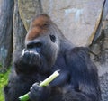 Gorilla constitute the eponymous genus Gorilla,the largest extant genus of primate