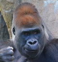 Gorilla constitute the eponymous genus Gorilla,the largest extant genus of primate