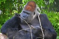 Gorilla constitute the eponymous genus Gorilla,the largest extant genus of primate