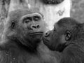 Gorilla couple with a macho male Royalty Free Stock Photo