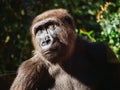 Gorilla curiously staring upwards in the forrest Royalty Free Stock Photo