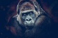 Gorilla dangerous look dark background