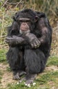 Gorilla in deep thought. What he is thinking about Royalty Free Stock Photo