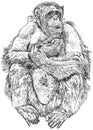 Gorilla - drawing a seated monkey
