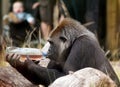 Gorilla drinks from the bottle