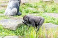 Gorilla drinks water from the pond