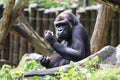 Gorilla at the Duisburg Zoo in Germany Royalty Free Stock Photo