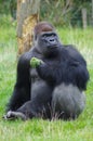 Gorilla Eating Broccoli Royalty Free Stock Photo