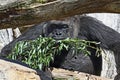 Gorilla eating food