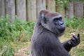 Gorilla Eating Fruit