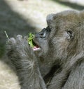 Gorilla eating grass Royalty Free Stock Photo
