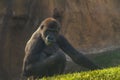 Gorilla eating grass Royalty Free Stock Photo