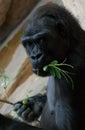 Gorilla is eating