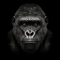 Gorilla Face Illustration Black Background