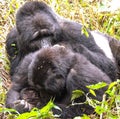 Gorilla familly mom, one month old baby and a big silverback male in the wild, in Bwindi, Uganda