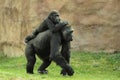 Gorilla family Royalty Free Stock Photo