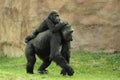 Gorilla family