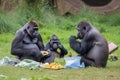 gorilla family enjoying picnic in the park, with gorillas and their young playing and eating together