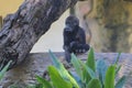 Gorilla family at Taipei zoo in Taipei