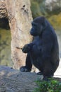 Gorilla family at Taipei zoo in Taipei