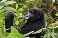 Gorilla Feeding