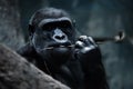 Gorilla female on a dark alarming background, a symbol of the threat of extinction of animals