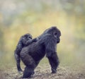 Gorilla Female with Her Baby Walking Royalty Free Stock Photo
