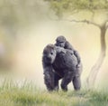 Gorilla Female with Her Baby Royalty Free Stock Photo