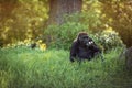 gorilla female sitting in the grass and eating Royalty Free Stock Photo