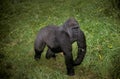 Gorilla, gorilla gorilla, Female standing on Grass Royalty Free Stock Photo