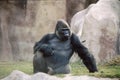 Gorilla frontal pose