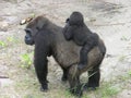 Gorilla, Gabon, West Africa