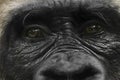 Gorilla glance Royalty Free Stock Photo