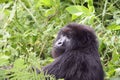 Gorilla glance