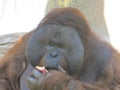Gorilla gorgeous face eating chillin