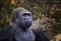 Gorilla Royalty Free Stock Photo