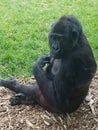 Gorilla Royalty Free Stock Photo