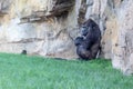 Gorilla on the grass