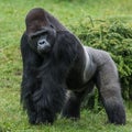 Gorilla in grass Royalty Free Stock Photo