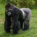 Gorilla in grass Royalty Free Stock Photo
