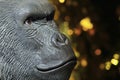 Gorilla head gold bokeh