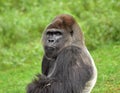 This gorilla is the head of his group