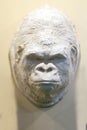 Gorilla head made of plaster for taxidermy