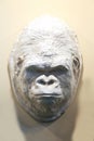 Gorilla head made of plaster for taxidermy