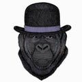 Gorilla head. Vector illustration. Wild animal portrait. Bowler hat.