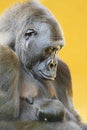 Gorilla with her young portrait Royalty Free Stock Photo