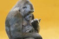 Gorilla with her young portrait Royalty Free Stock Photo
