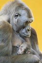 Gorilla with her young portrait Royalty Free Stock Photo