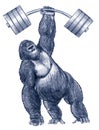 Gorilla holding weight