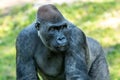 Gorilla Royalty Free Stock Photo